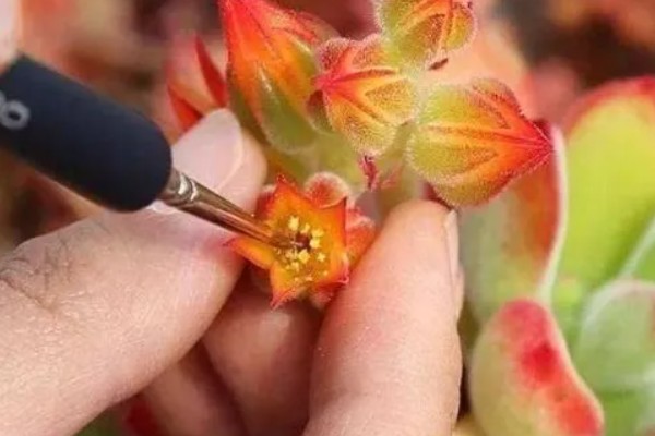 赤鬼城有没有毒，赤鬼城并没有毒性