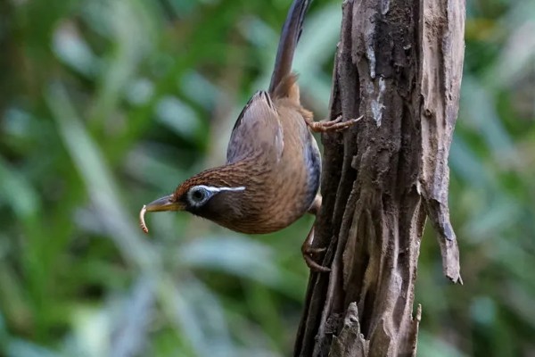 画眉鸟吃什么虫子，比较爱吃活食