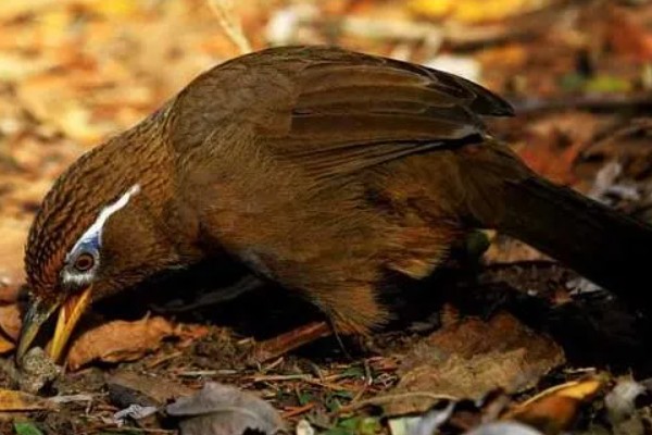 画眉鸟吃什么虫子，比较爱吃活食