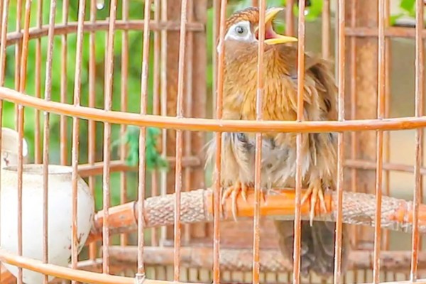 画眉鸟吃什么虫子，比较爱吃活食