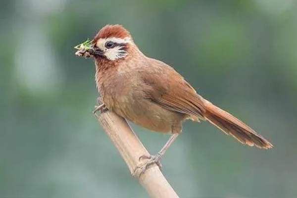 画眉鸟吃什么虫子，比较爱吃活食