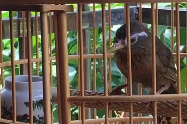 画眉鸟吃什么虫子，比较爱吃活食