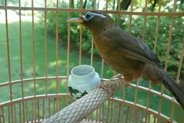 画眉鸟吃什么虫子，比较爱吃活食