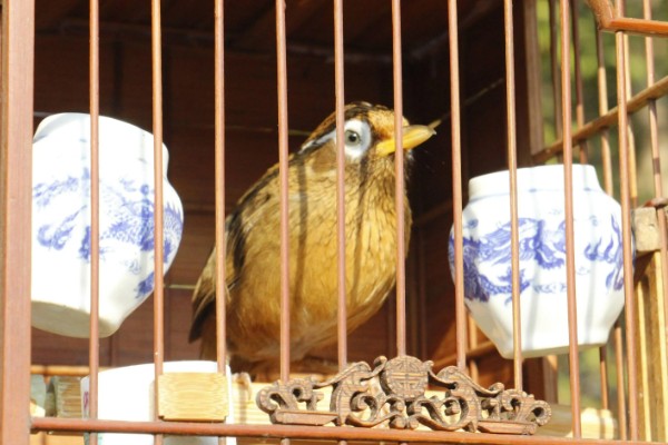 画眉鸟吃什么虫子，比较爱吃活食