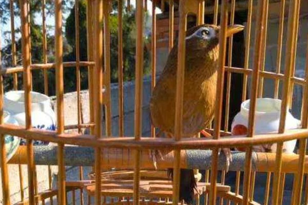 画眉鸟吃什么虫子，比较爱吃活食