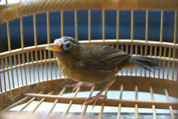 画眉鸟吃什么虫子，比较爱吃活食