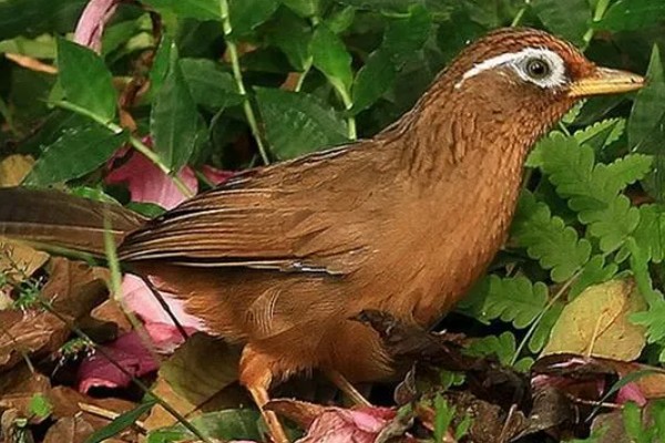 画眉鸟吃什么虫子，比较爱吃活食