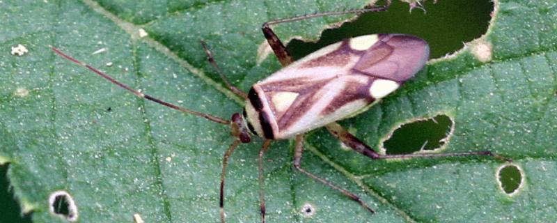 芝麻田里面的烟盲蝽怎么防治，提前播种可错开害虫的发生高峰期