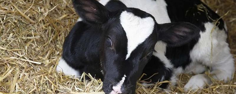 怎么饲喂刚出生的奶牛犊，要在一小时内让它吃到初乳