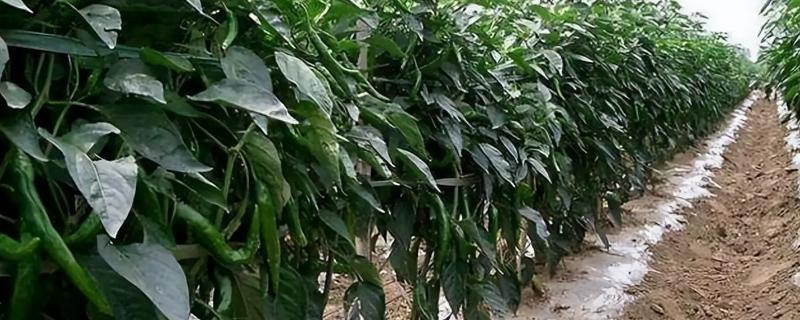 露地辣椒怎么种植，长出4-5片真叶时追施尿素或饼肥