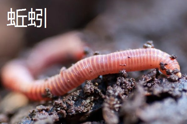 雌雄同体的动物，有海兔、蚯蚓等