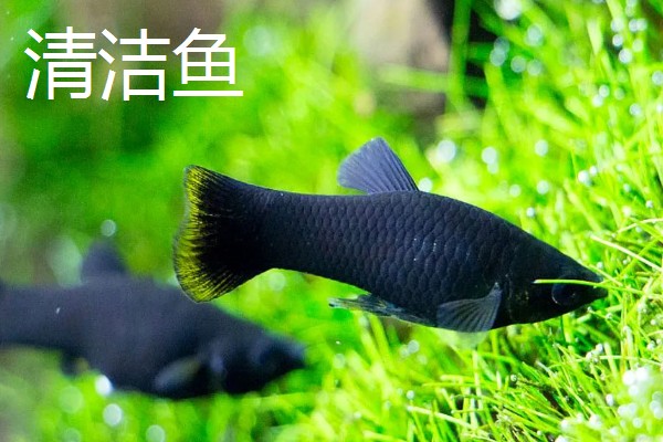 雌雄同体的动物，有海兔、蚯蚓等