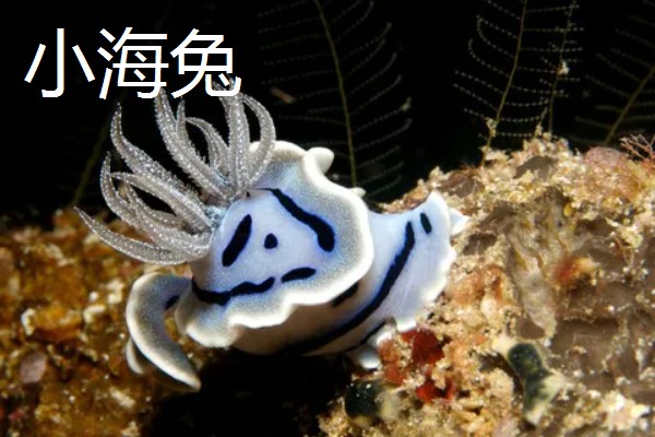 雌雄同体的动物，有海兔、蚯蚓等
