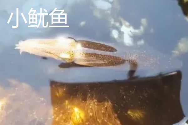 雌雄同体的动物，有海兔、蚯蚓等