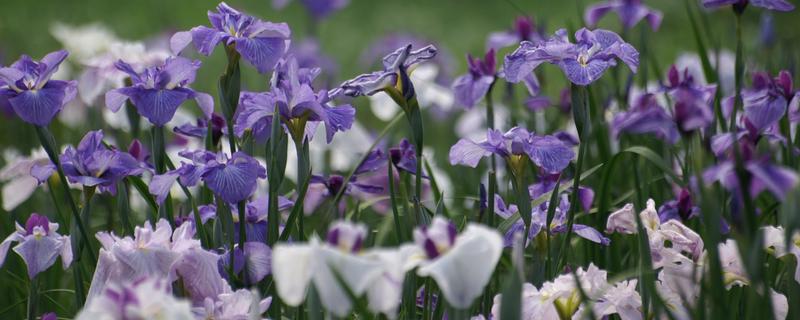 爱丽丝的花语，寓意优美、爱的留言等