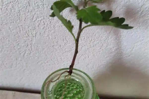 刚摘下来的菊花如何保存，可水培保存