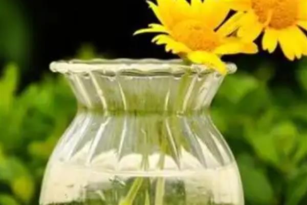 刚摘下来的菊花如何保存，可水培保存