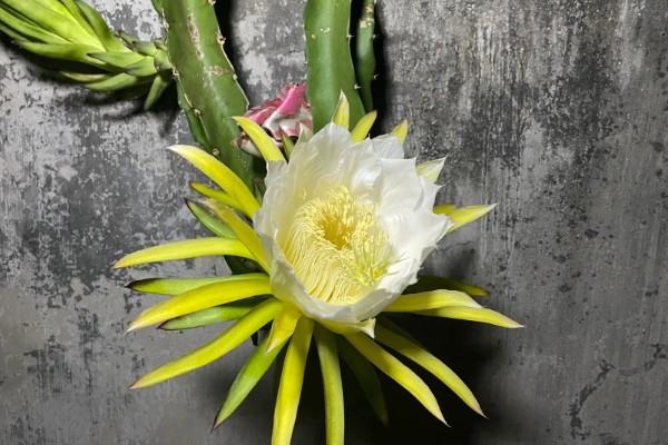 为什么火龙果只开花不结果，可能嫁接的砧木是霸王花