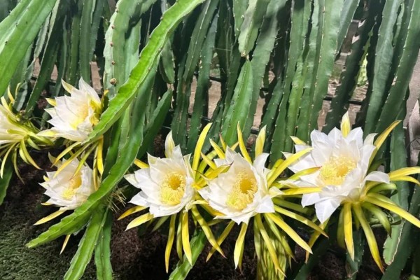 为什么火龙果只开花不结果，可能嫁接的砧木是霸王花
