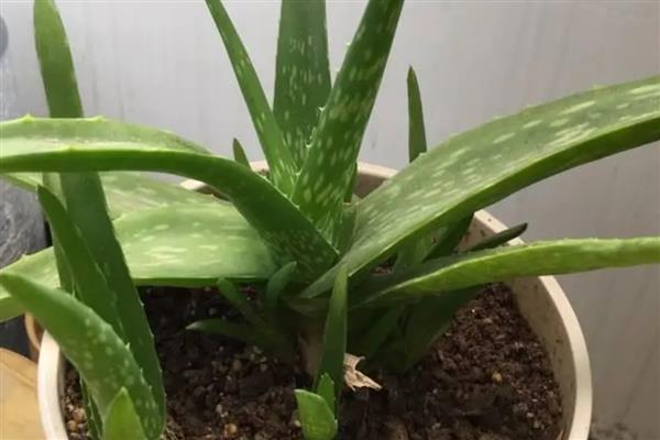 芦荟的养殖方式，夏季每隔2-3天浇一次水