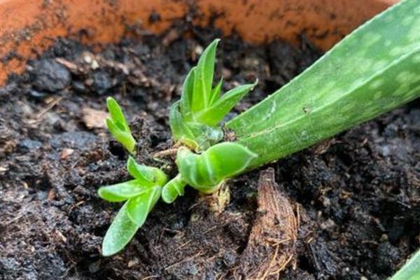 芦荟的养殖方式，夏季每隔2-3天浇一次水