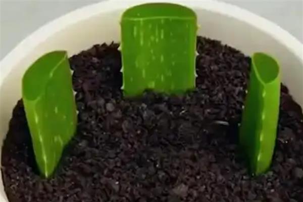 芦荟的养殖方式，夏季每隔2-3天浇一次水