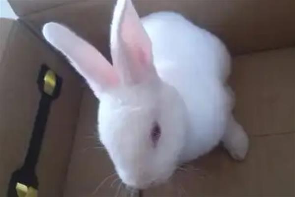 怎么惩罚胆小的兔子,可以限制兔子的自由