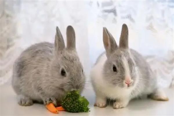 怎么惩罚胆小的兔子,可以限制兔子的自由