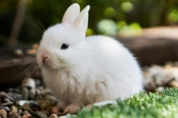 怎么惩罚胆小的兔子,可以限制兔子的自由