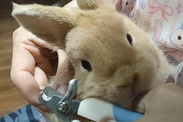 怎么惩罚胆小的兔子,可以限制兔子的自由