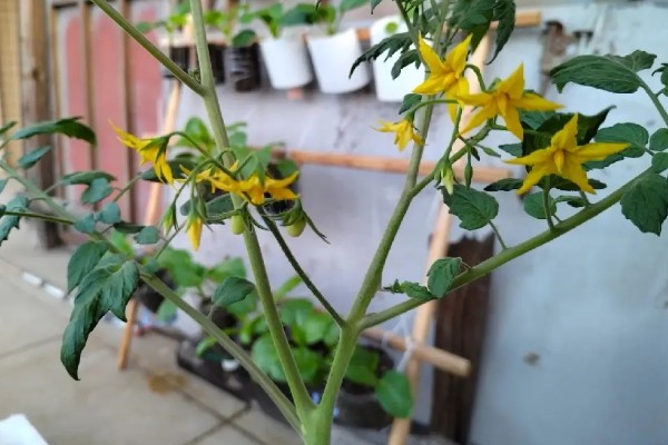 圣女果第二年会结果吗，种植的第二年还有可能结果