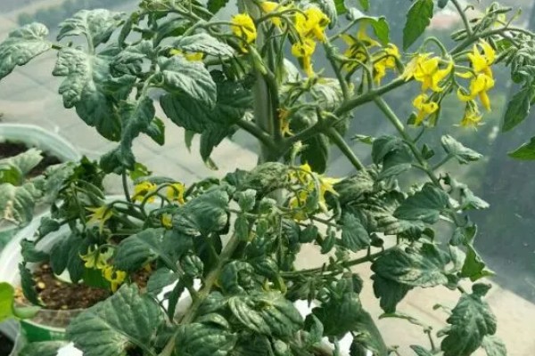 圣女果第二年会结果吗，种植的第二年还有可能结果