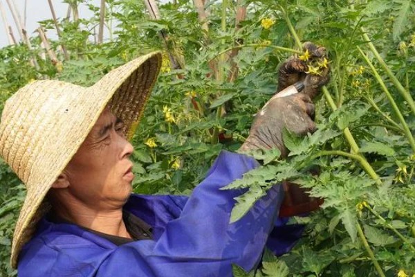 圣女果第二年会结果吗，种植的第二年还有可能结果