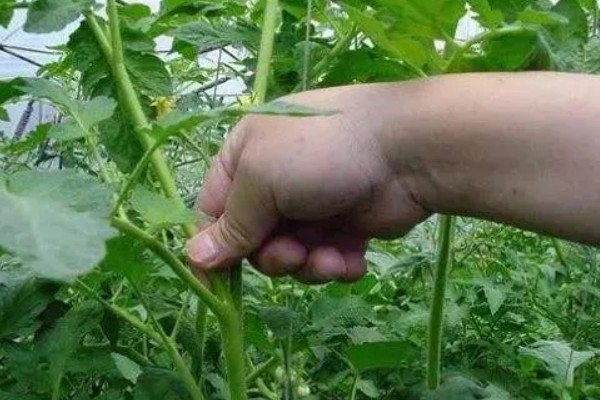 圣女果第二年会结果吗，种植的第二年还有可能结果