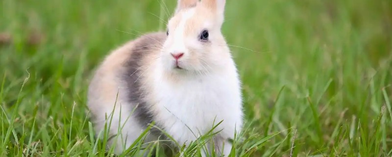 怎么惩罚胆小的兔子，可以限制兔子的自由