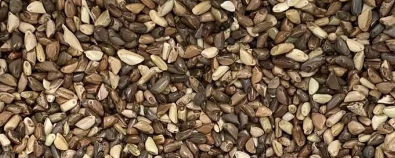 一斤草籽可以种多少面积，可以播种30-40平方米