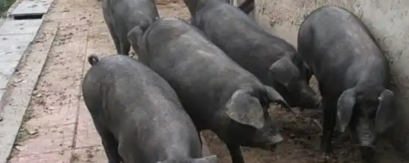 沂蒙黑猪简介,也叫莒南猪、沂南二茬猪