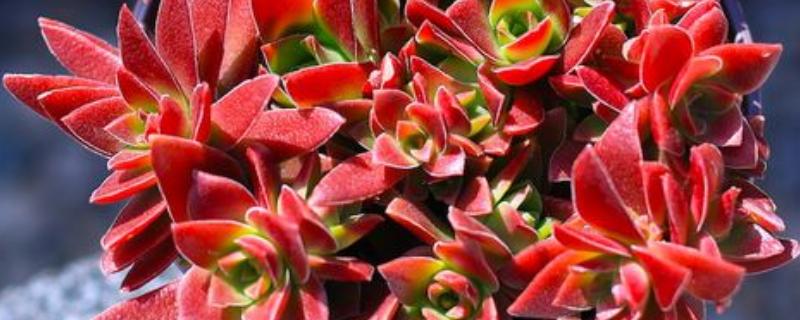 赤鬼城有没有毒，赤鬼城并没有毒性