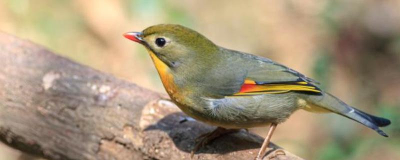 画眉鸟吃什么虫子，比较爱吃活食