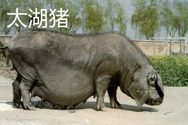 沂蒙黑猪简介，也叫莒南猪、沂南二茬猪