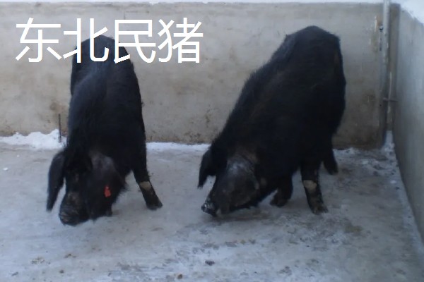 沂蒙黑猪简介，也叫莒南猪、沂南二茬猪