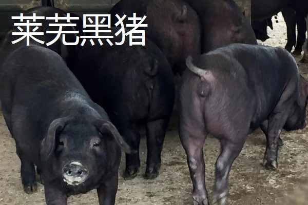 沂蒙黑猪简介，也叫莒南猪、沂南二茬猪