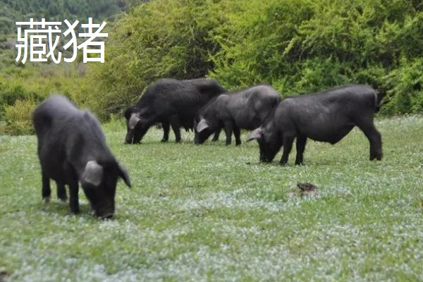 沂蒙黑猪简介，也叫莒南猪、沂南二茬猪
