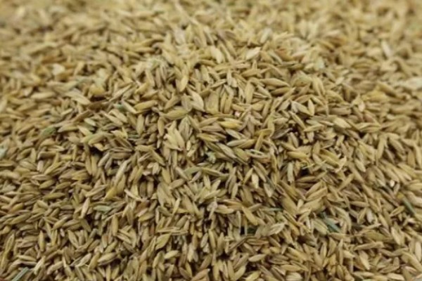 一斤草籽可以种多少面积，可以播种30-40平方米