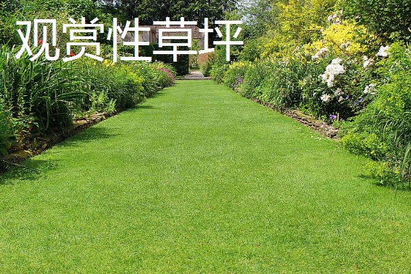 一斤草籽可以种多少面积，可以播种30-40平方米