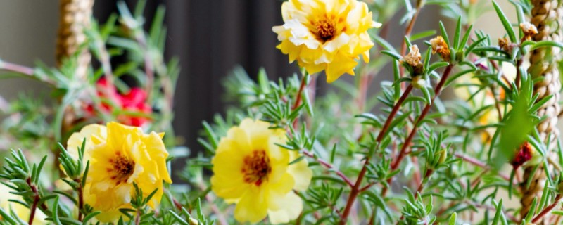 太阳花是不是向日葵，太阳花不是向日葵