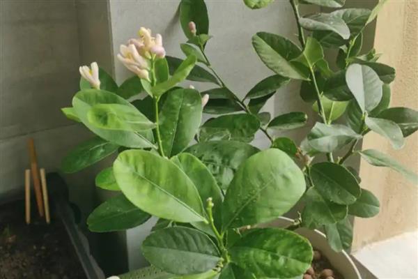 柠檬增产有哪些方法，要改善用肥并修剪枝叶