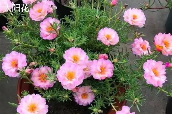 太阳花是不是向日葵，太阳花不是向日葵