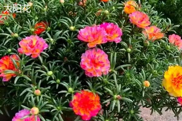 太阳花是不是向日葵，太阳花不是向日葵