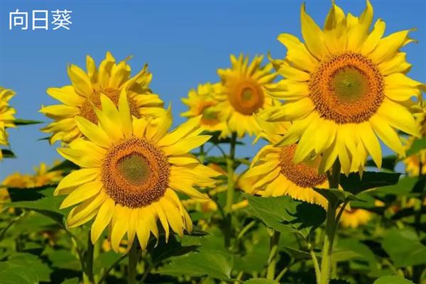 太阳花是不是向日葵，太阳花不是向日葵